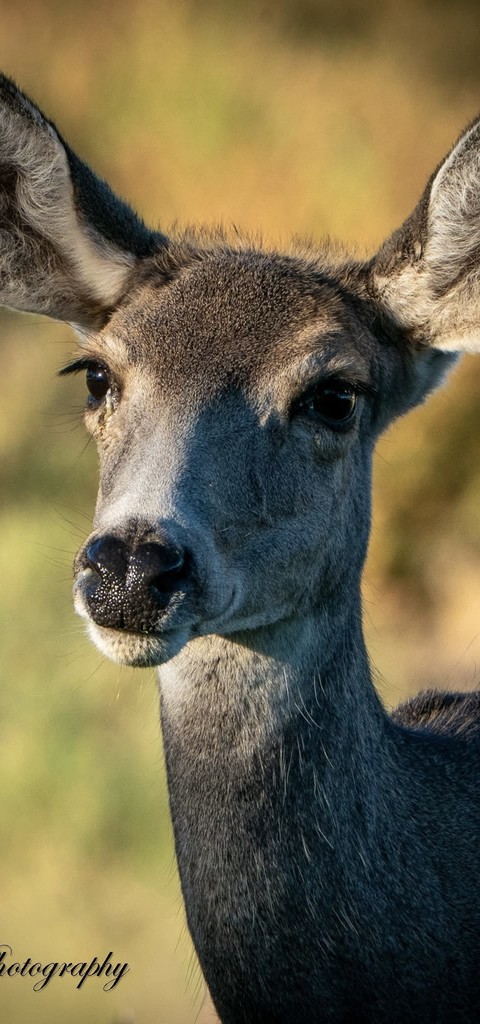 Deer, Vertebrate, Neck