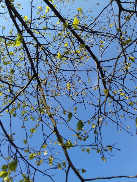 las