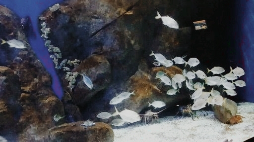 AquaRio