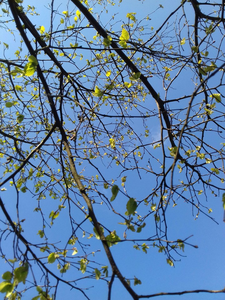 las