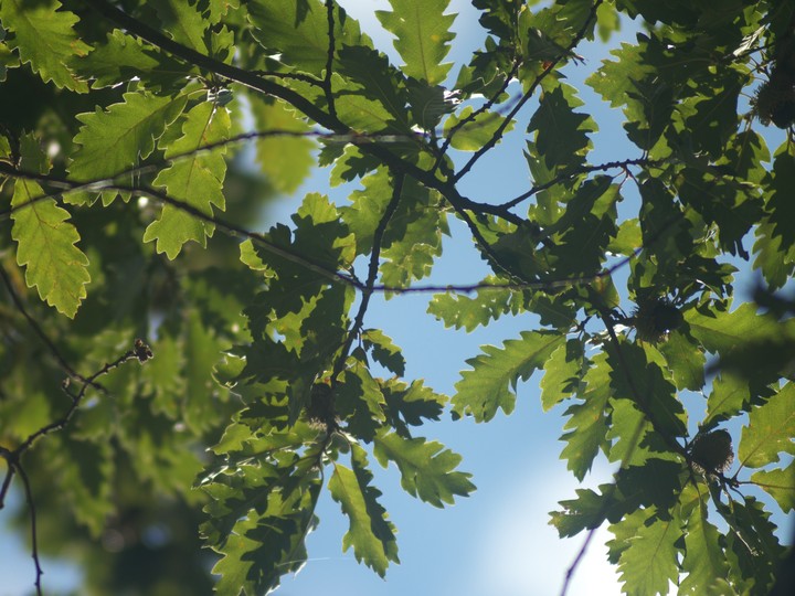 oak tree