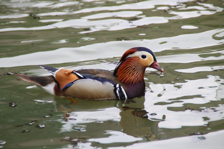 Mandarin duck