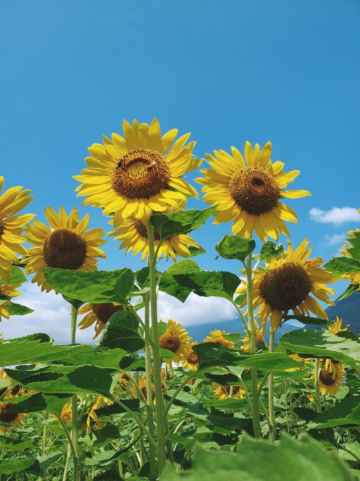 sunflowers*