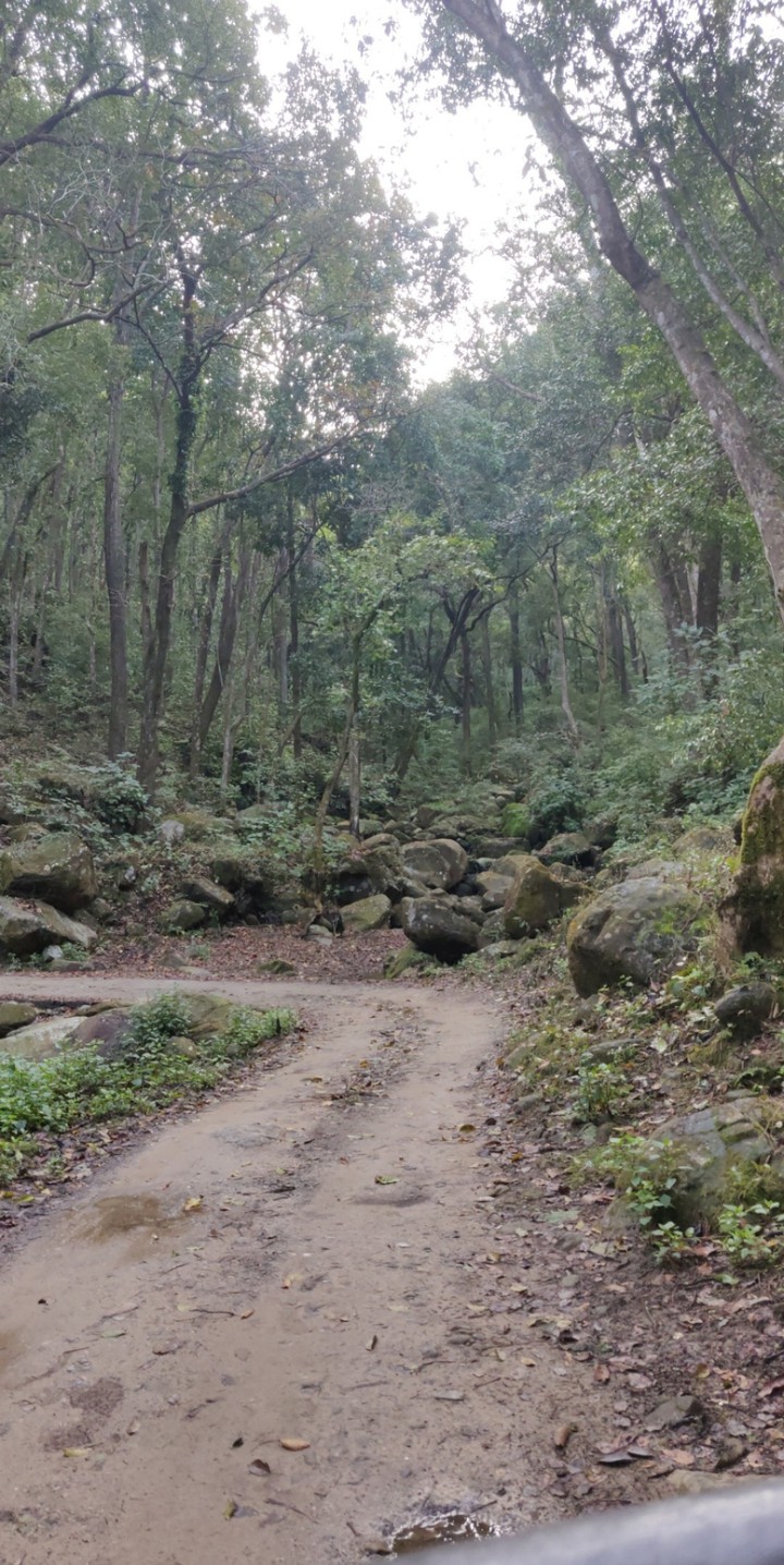 into the wood we go...