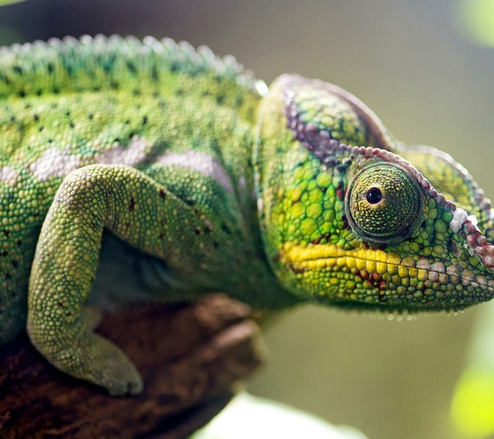 chameleon
