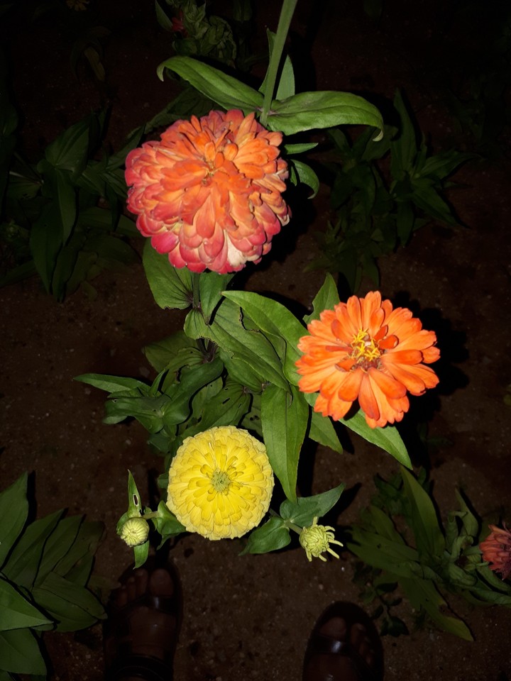 zinnia