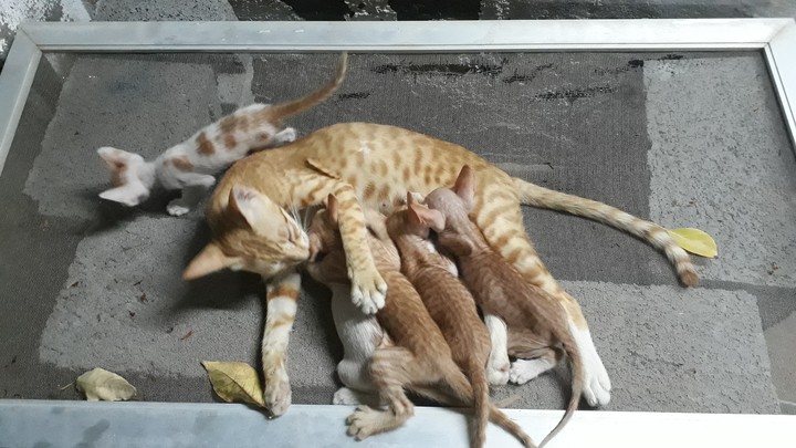 animals
