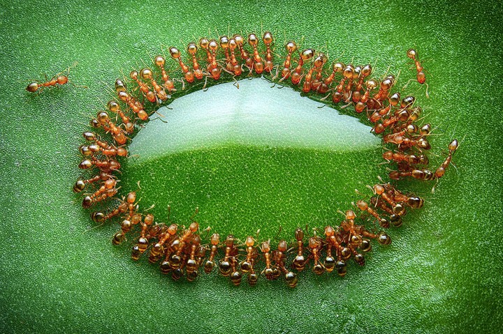 ants