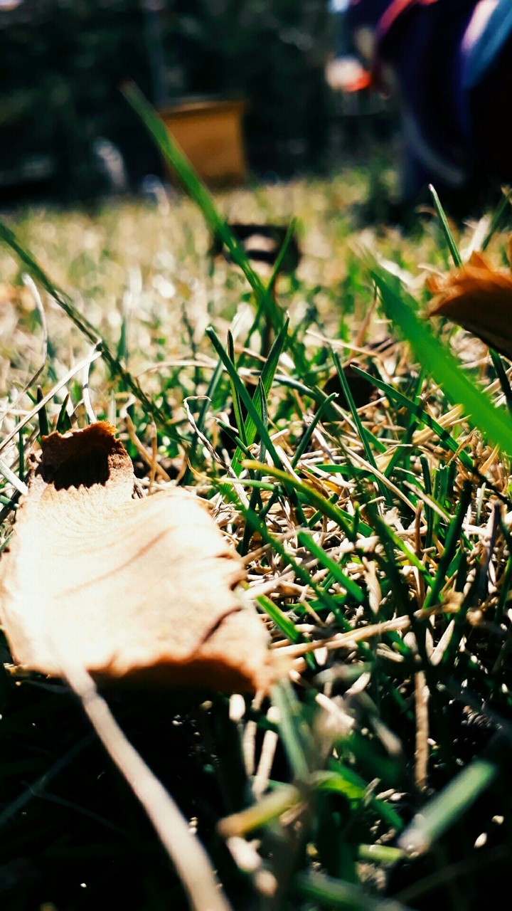 pine's