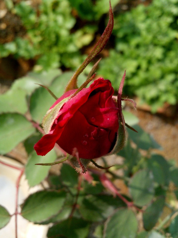 Red rose