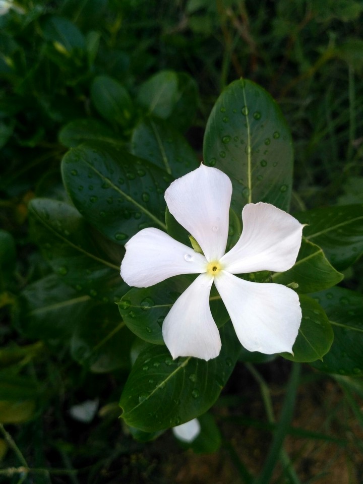 flower