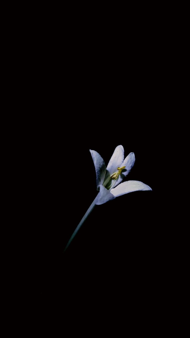 flower in the dark