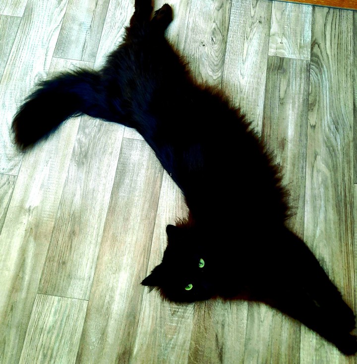 cat
