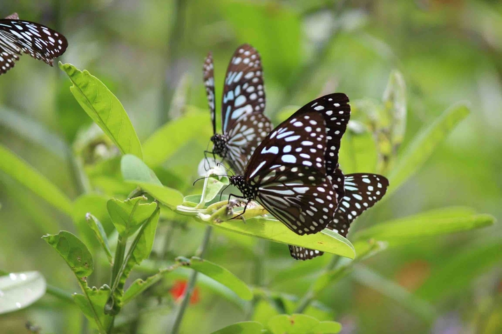 butterflies