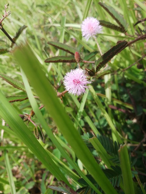 my click
