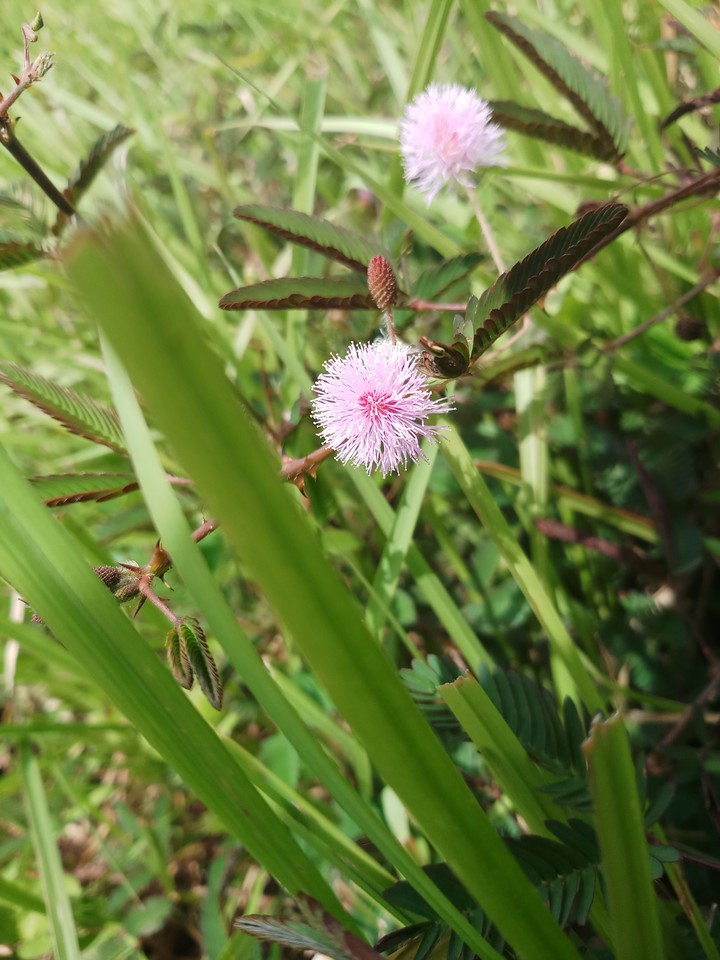 my click