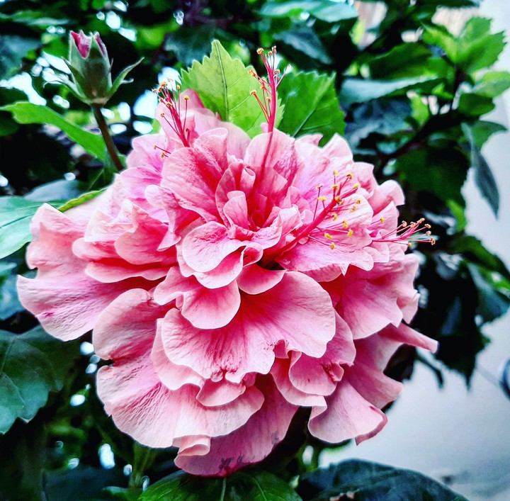 flower