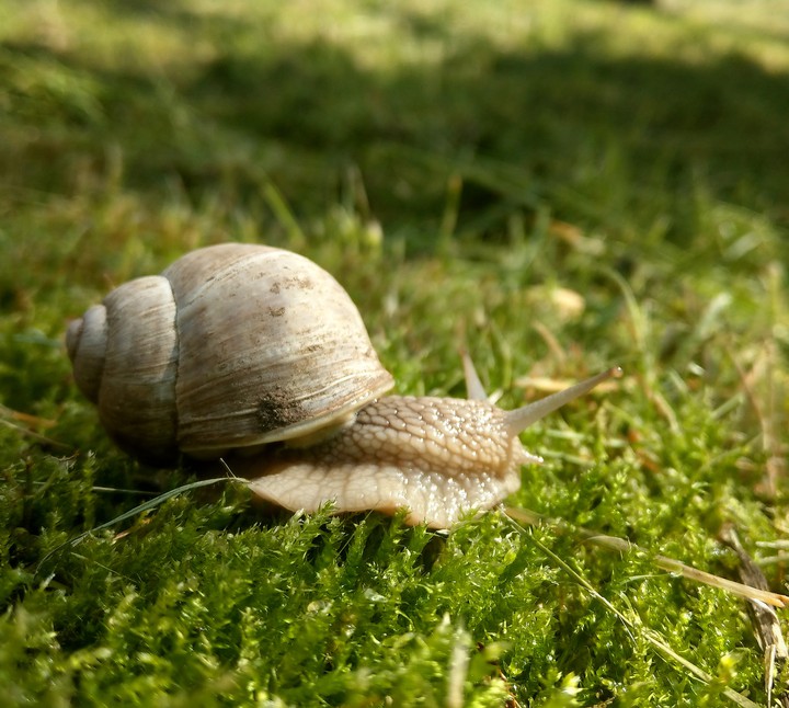 Ślimak
