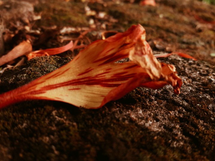 Orange leaf