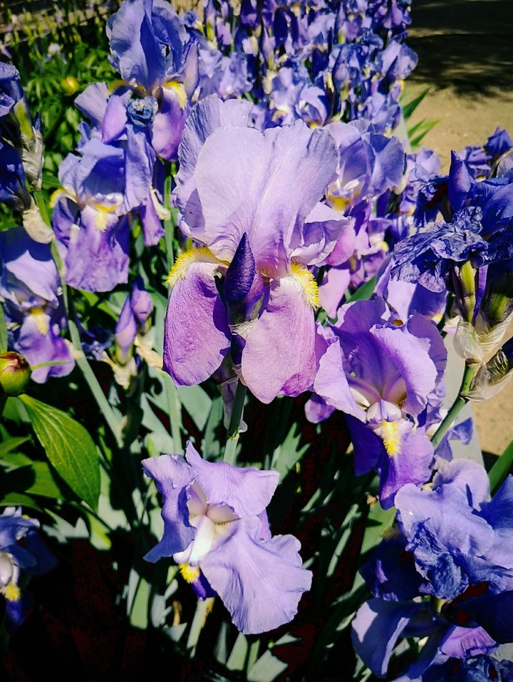 Iris