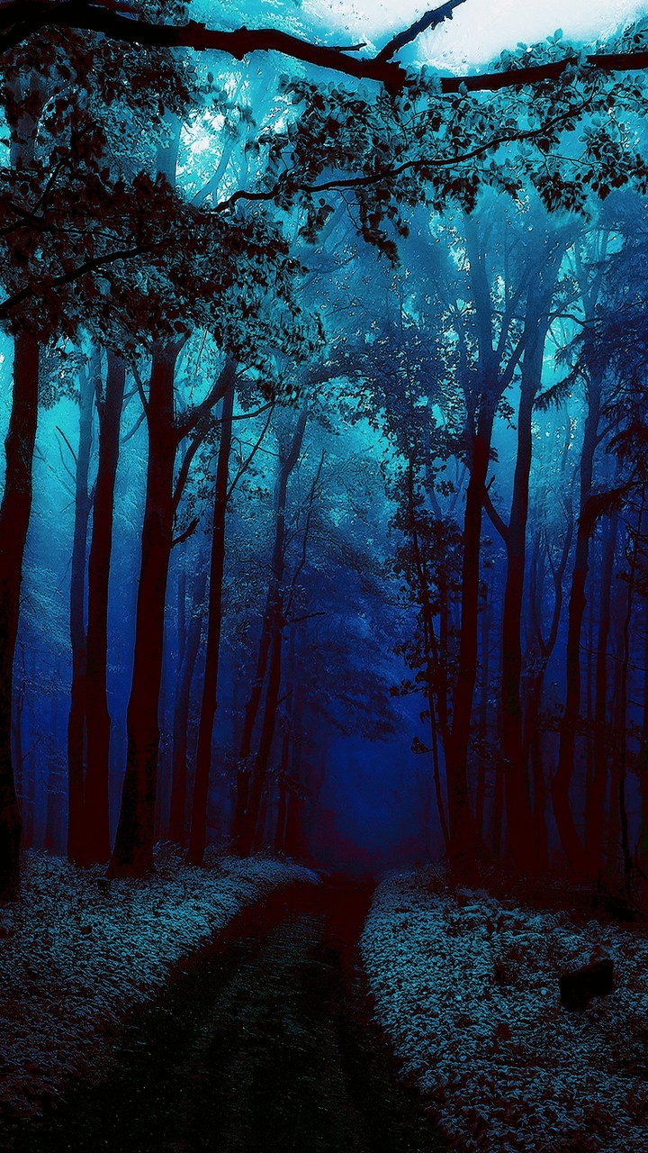A Walk With Moonlight