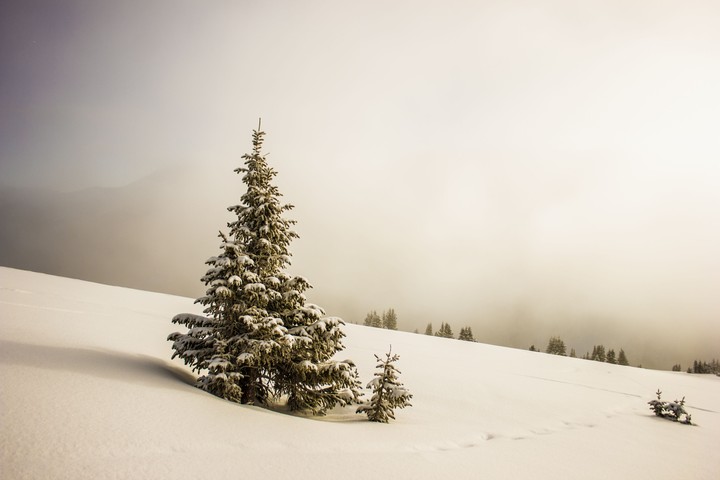 Snow tree