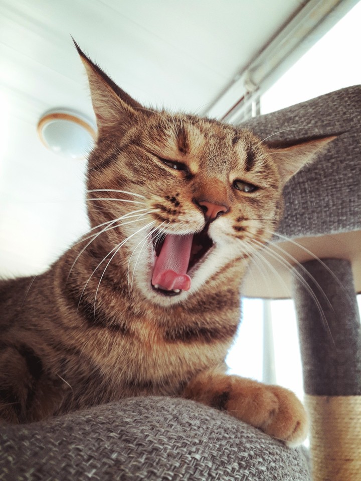 a yawning cat