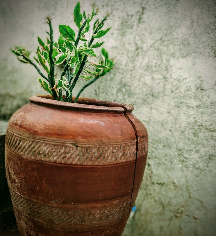 plants