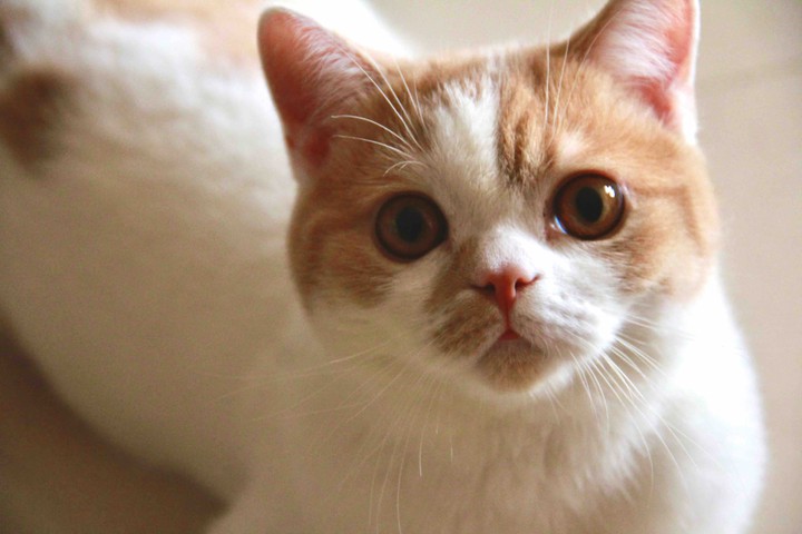 Cat!