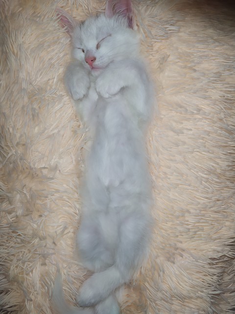 fur, mammal háttérképek