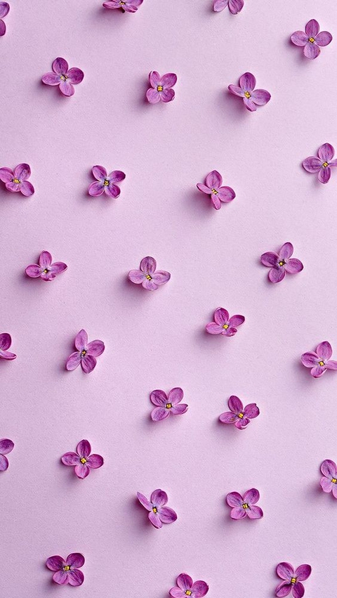 violet, petal achtergronden