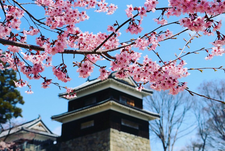 桜