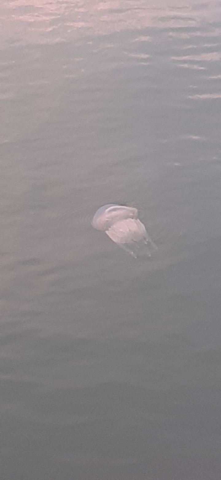 2D jellyfish ?