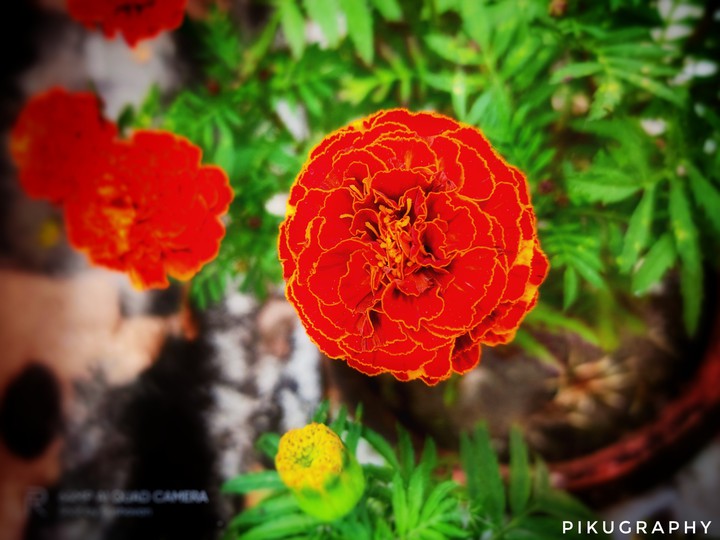 ..flowers...