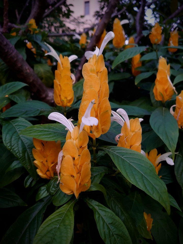 the flower