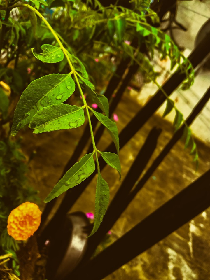 rain