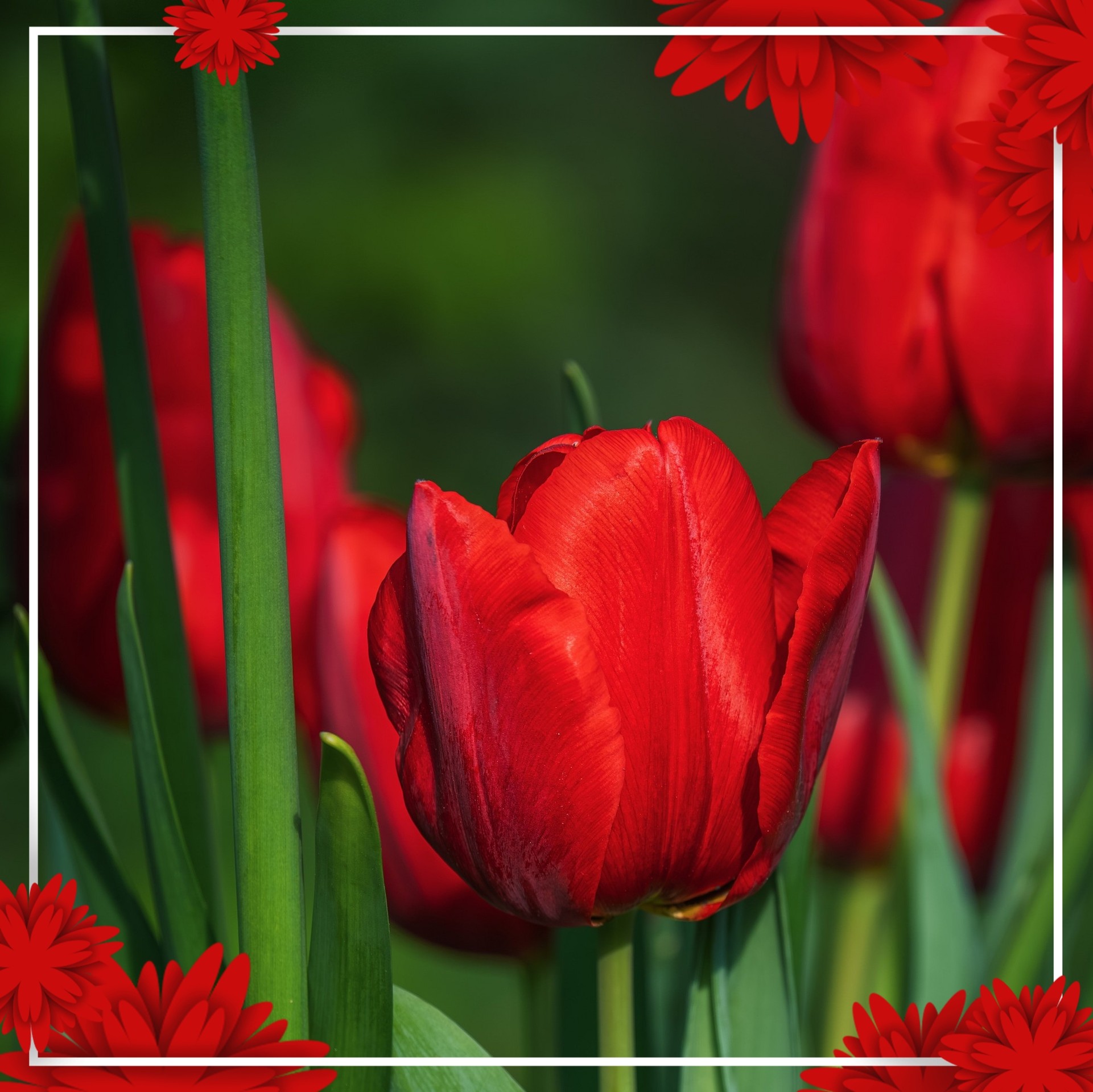Red tulips