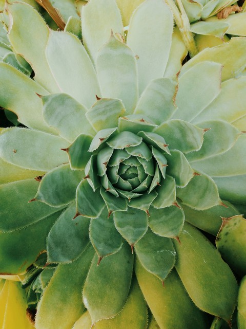 la reine des plantes