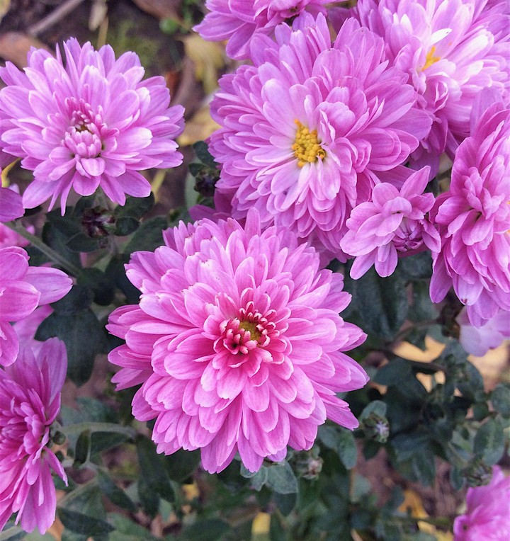 Purple flowers