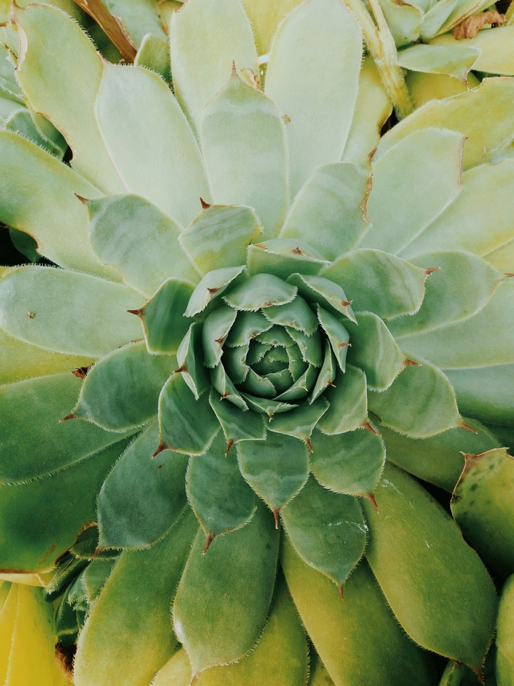 la reine des plantes