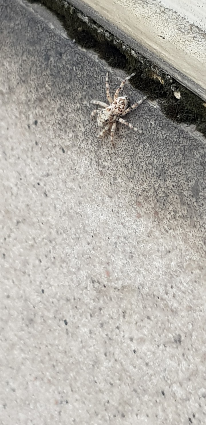 Spider on a wall