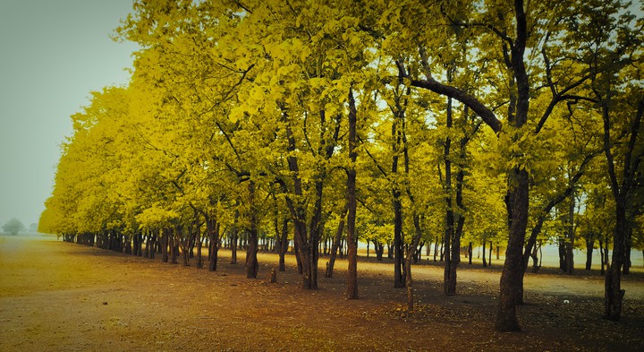 nature