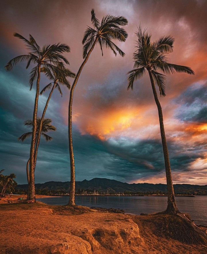 palm trees ...