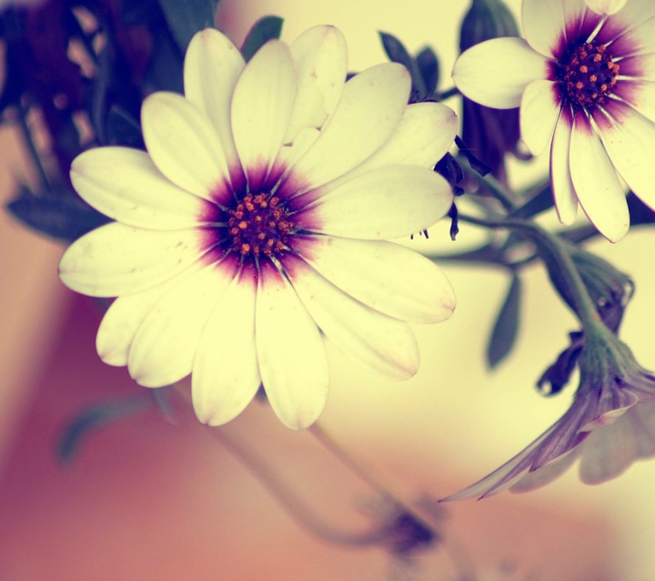 Serene flower