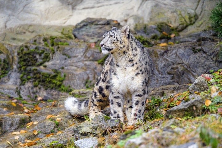 snow leopard