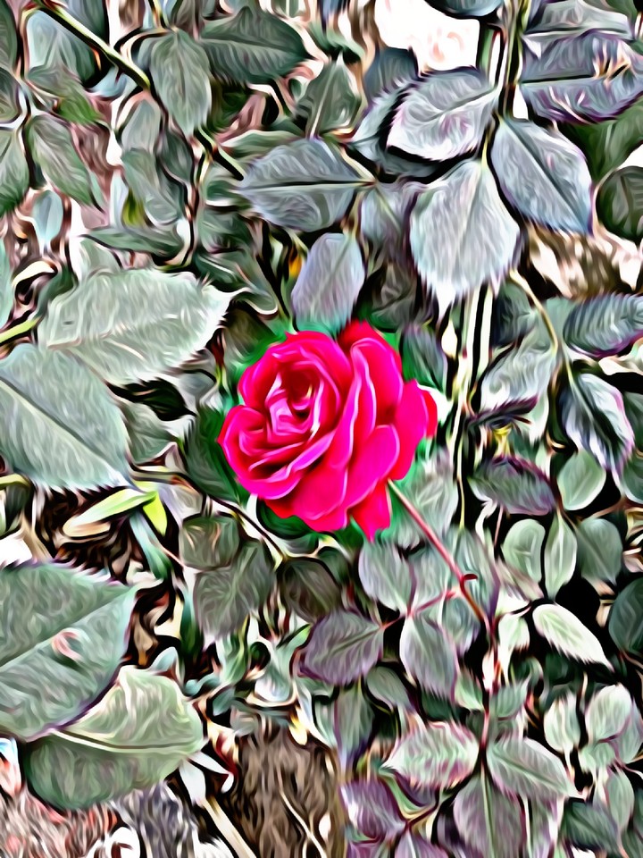 oily rose