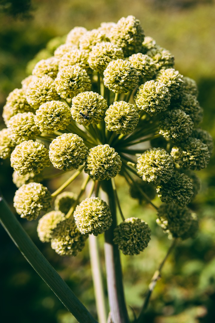 Plant