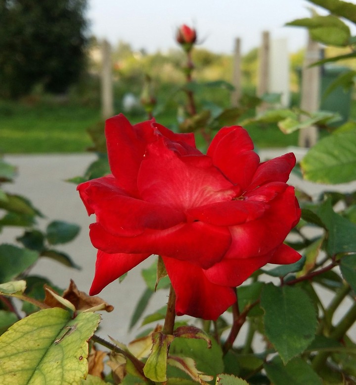 red rose