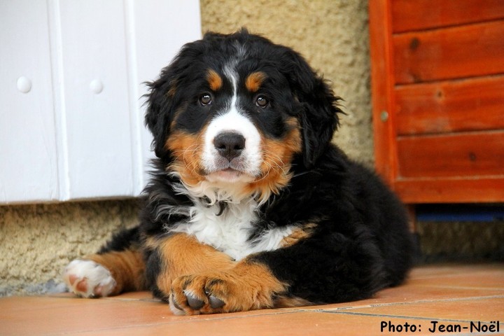 Bernes Montain Dog