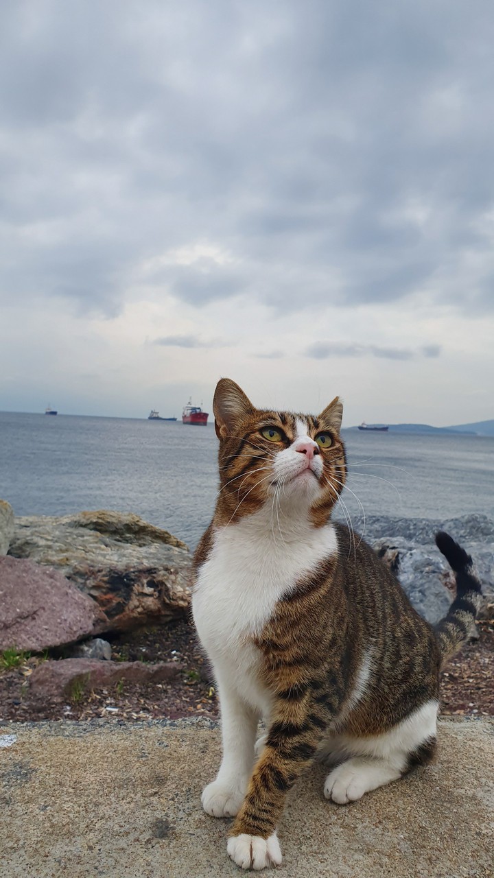 Cat❤Istanbul